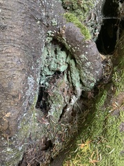 Icmadophila ericetorum