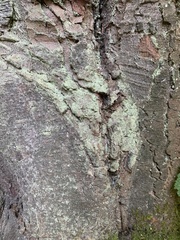 Icmadophila ericetorum