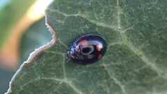 Exochomus quadripustulatus