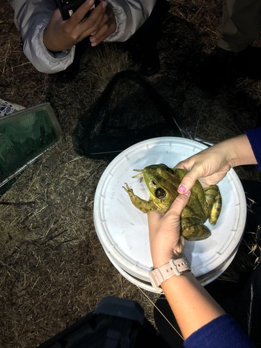 iNaturalist observation photo of American Bullfrog