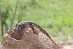 Varanus albigularis microstictus