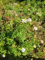 Leucanthemum maximum