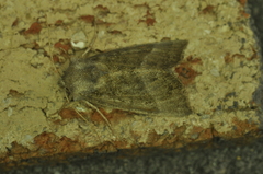 Papaipema eupatorii