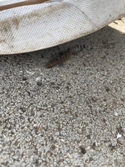 Hemidactylus turcicus