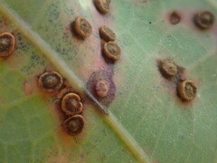 Neuroterus tantulus