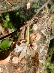 Hyphantria cunea