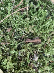 Rhytidiadelphus squarrosus