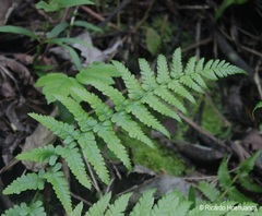 Dryopteridoideae
