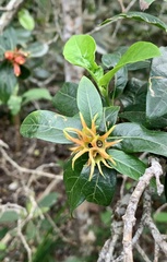 Burchellia bubalina