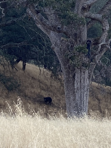 iNaturalist observation photo of Wild Boar