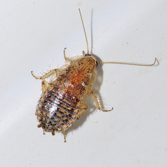 Capraiellus panzeri