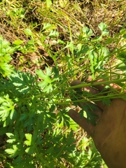 Leucanthemum maximum