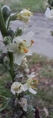 Verbascum lychnitis
