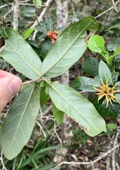 Burchellia bubalina