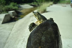 Apalone spinifera guadalupensis