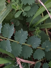 Sanguisorba minor