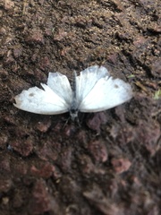 Pieris napi