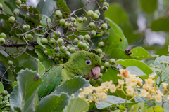 Psittacara holochlorus