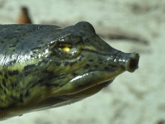 Apalone spinifera guadalupensis