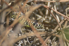 Lacerta schreiberi