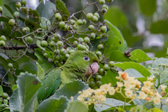 Psittacara holochlorus