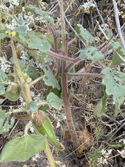 Proboscidea parviflora