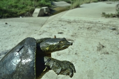 Apalone spinifera guadalupensis