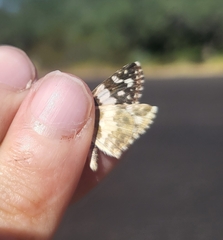 Heliopetes domicella