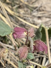 Proboscidea parviflora