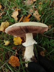 Agaricus augustus