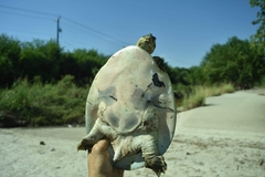 Apalone spinifera guadalupensis