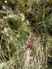 Juncus inflexus