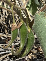 Proboscidea parviflora