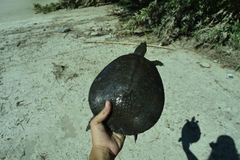 Apalone spinifera guadalupensis