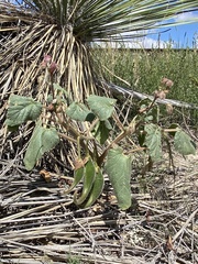 Proboscidea parviflora