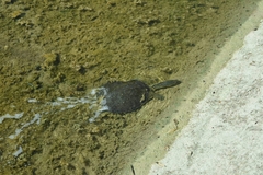 Apalone spinifera guadalupensis