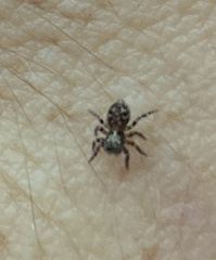 Pseudeuophrys erratica