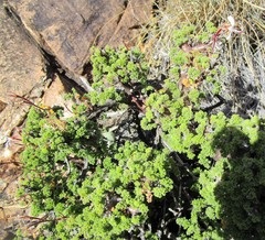 Pelargonium alternans alternans