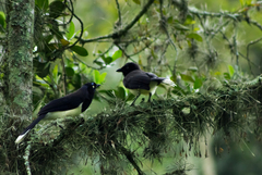 Cyanocorax affinis