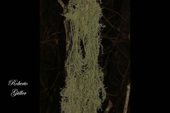 Usnea