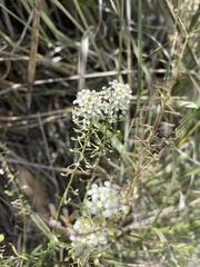 Lepidium alyssoides