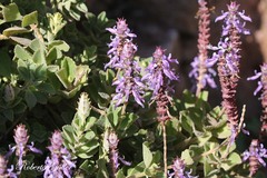 Teucrium