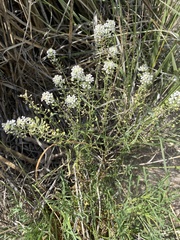 Lepidium alyssoides