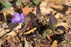 Ruellia erythropus