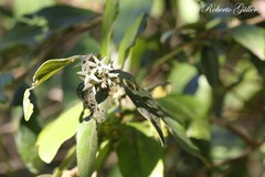 Cestrum