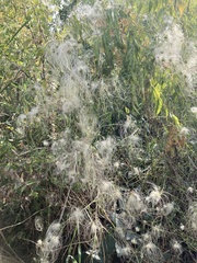 Clematis