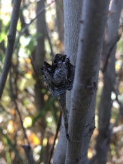 Rabdophaga strobiloides