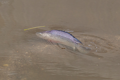 Oreochromis niloticus