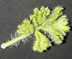 Pelargonium alternans alternans