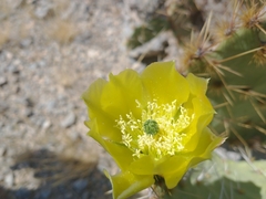 Opuntia phaeacantha
